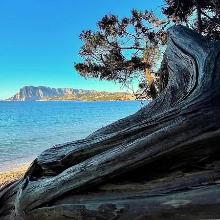 Lejlighed San Teodoro Punta Est Trilocale Vista Mare Capo Coda Cavallo